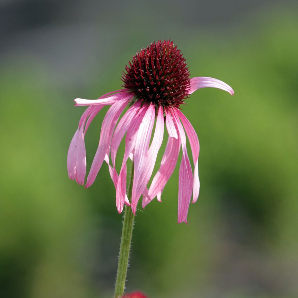 Echinacea pallida - Echinacée