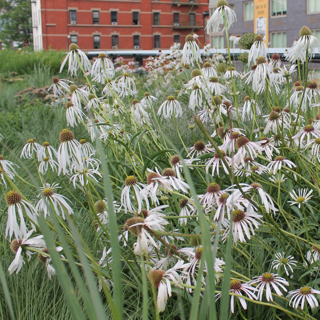 Echinacea pallida Hula Dancer