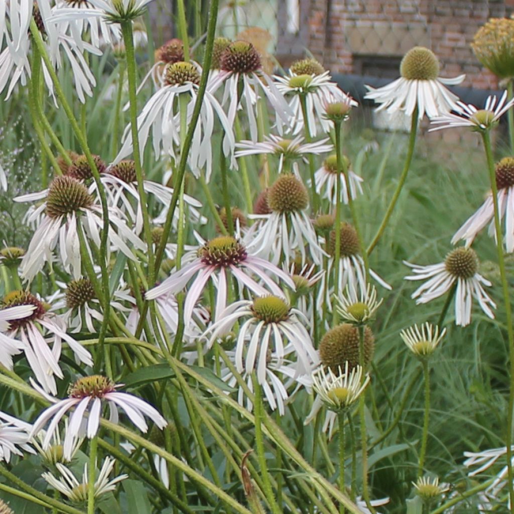 Echinacea pallida Hula Dancer