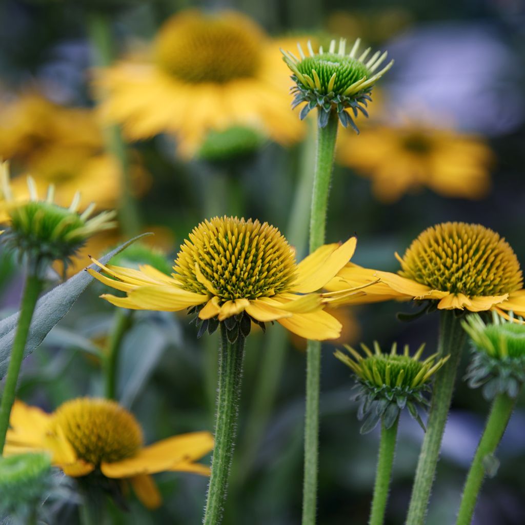 Echinacea paradoxa - Echinacée jaune