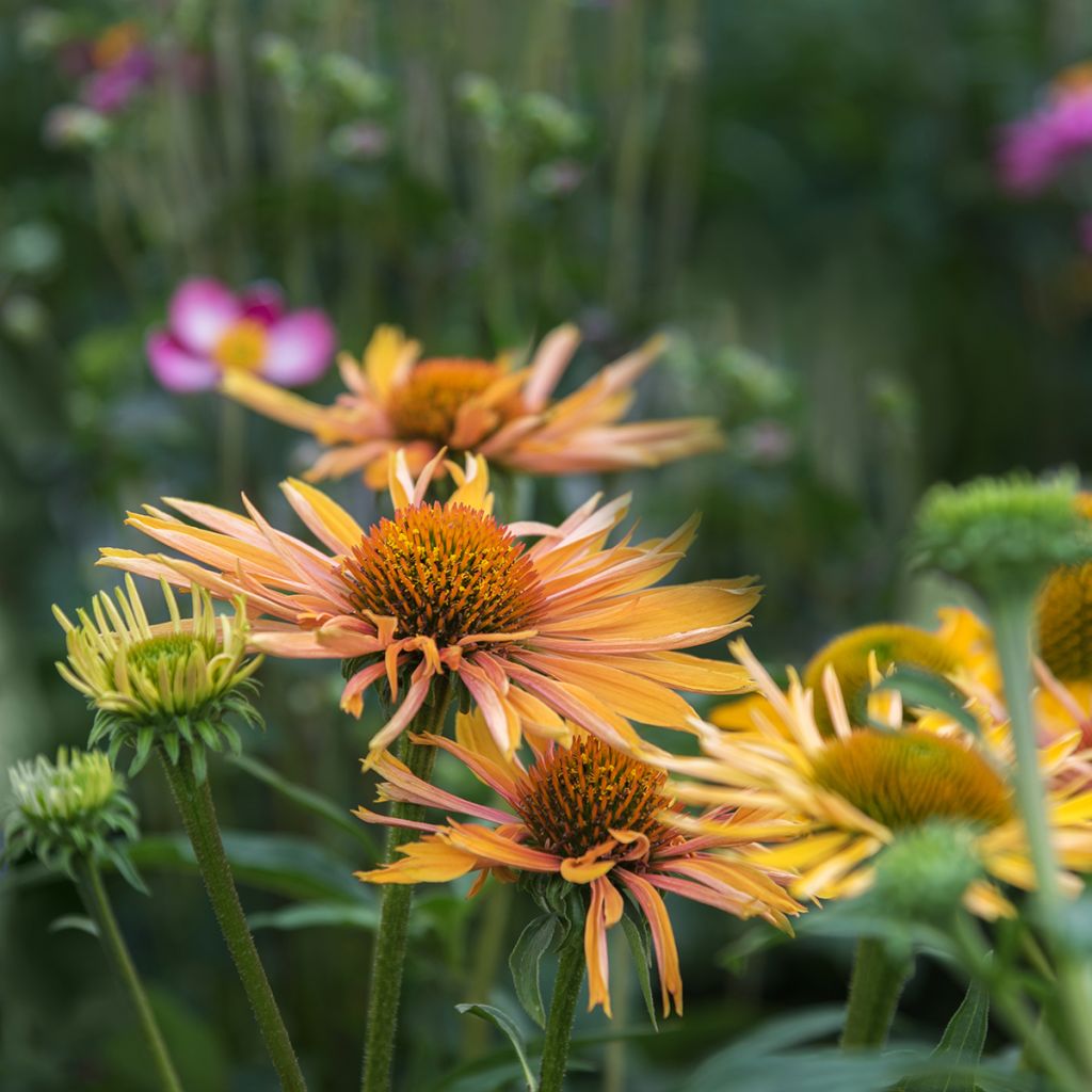 Echinacea paradoxa - Echinacée jaune