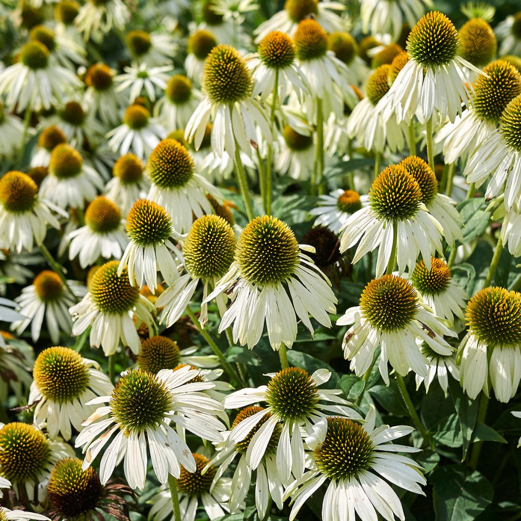 Echinacea purpurea Alba - Echinacée