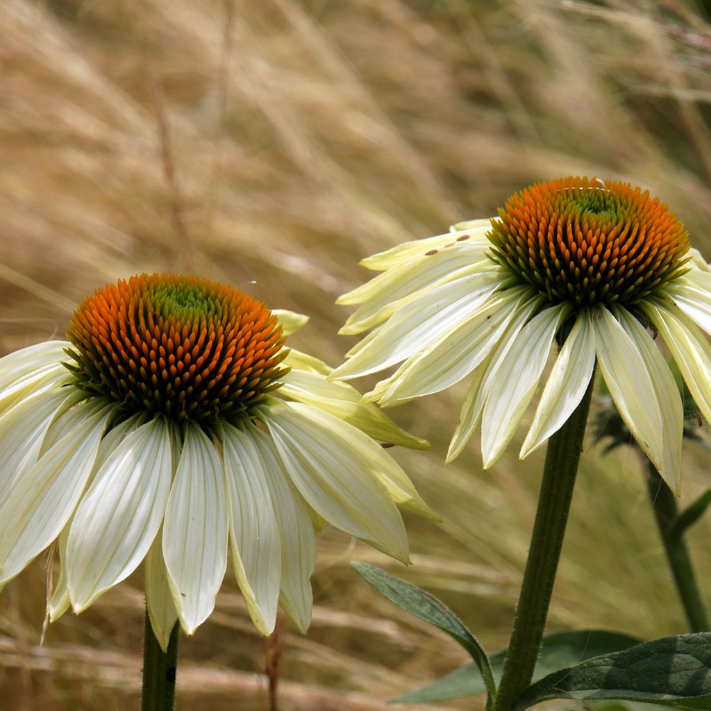 Echinacea purpurea Alba - Echinacée