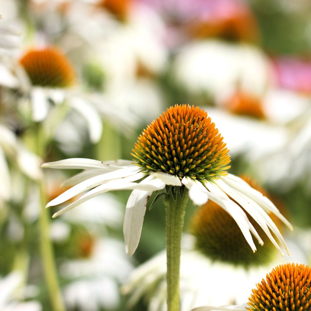 Echinacea purpurea Alba - Echinacée