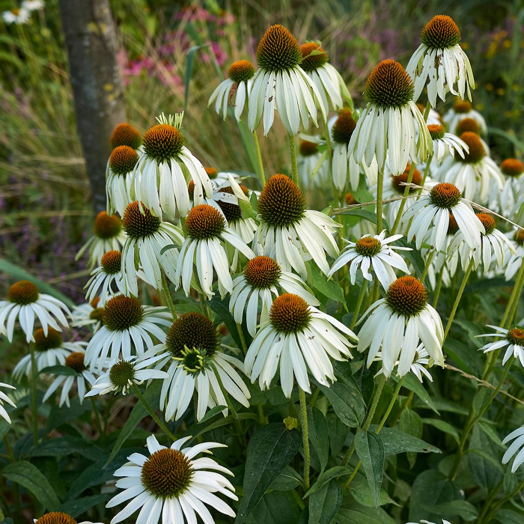 Echinacea purpurea Alba - Echinacée