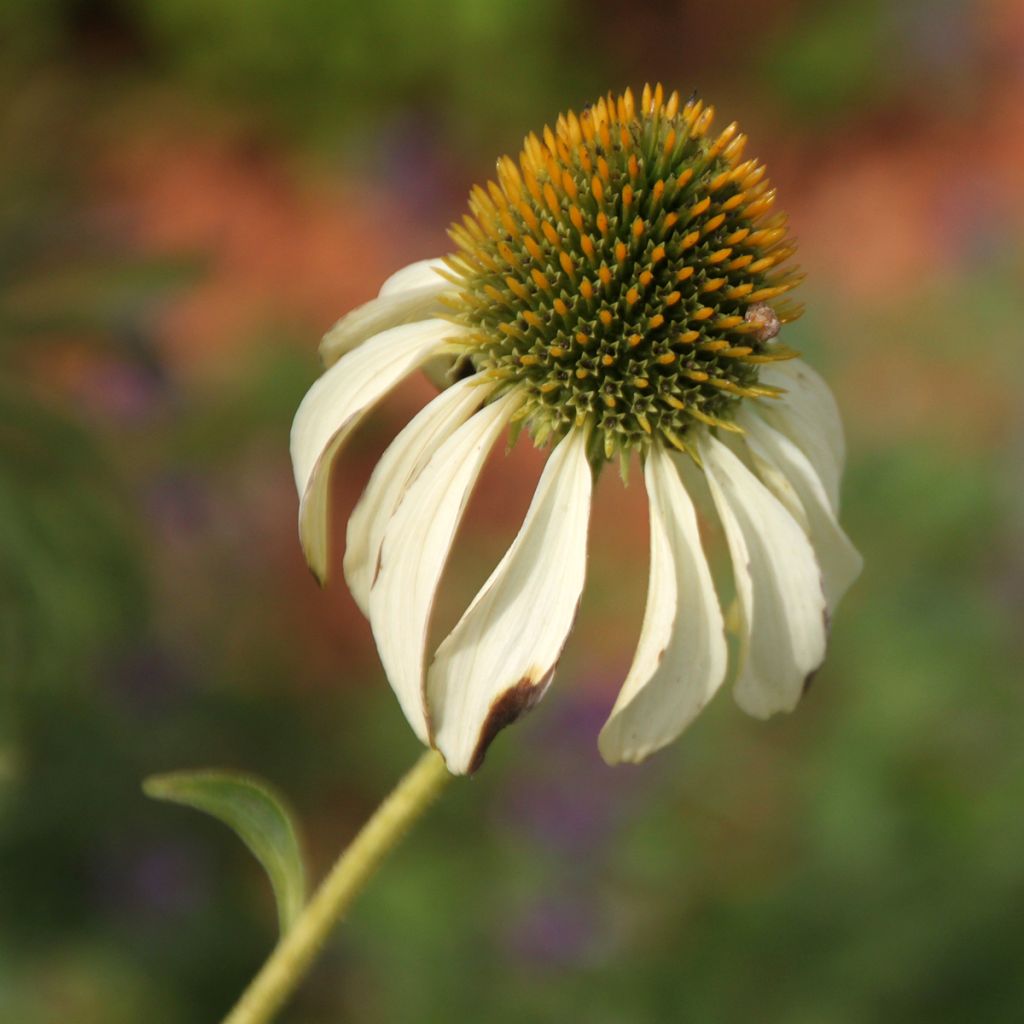 Echinacea purpurea Alba - Echinacée