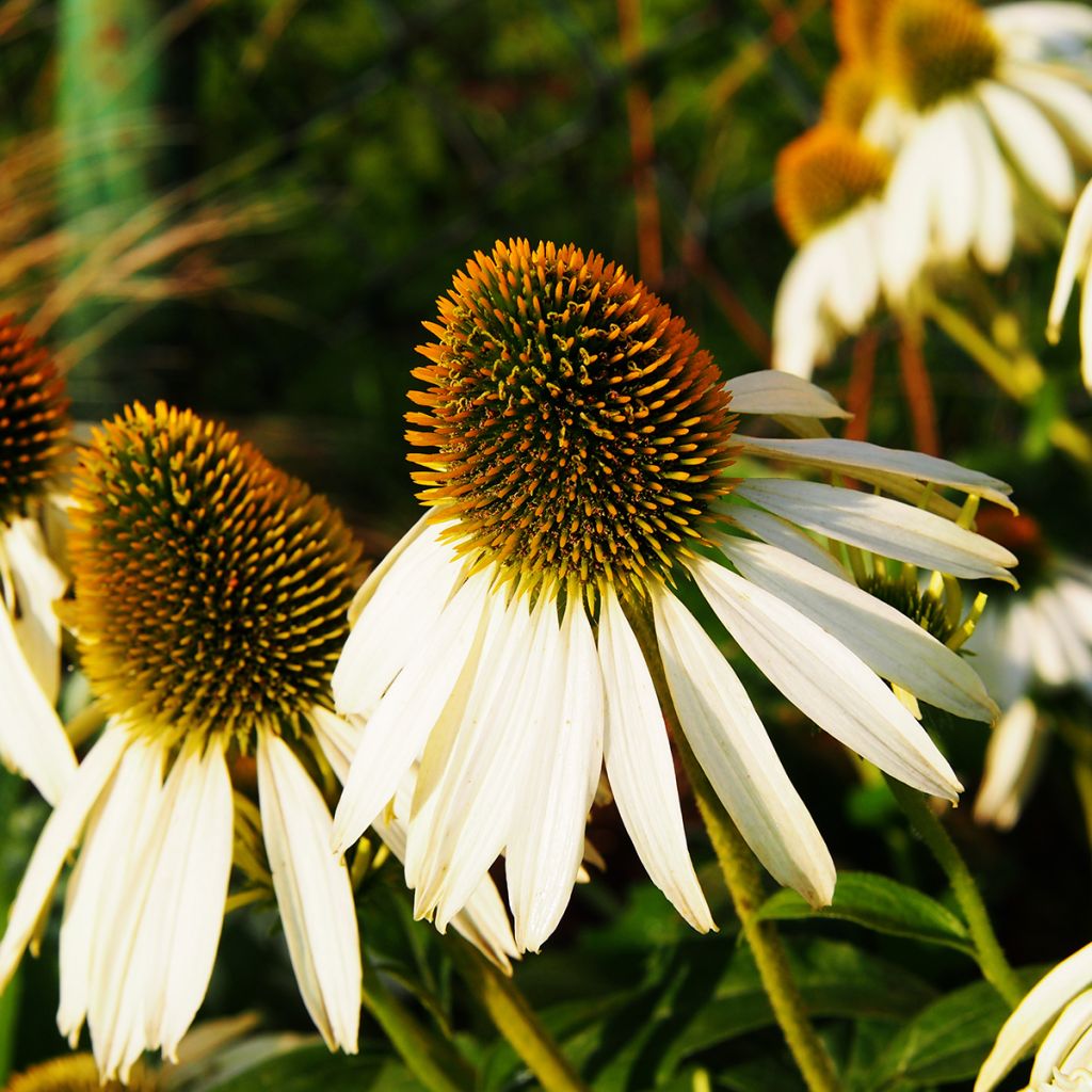 Echinacea purpurea Alba - Echinacée