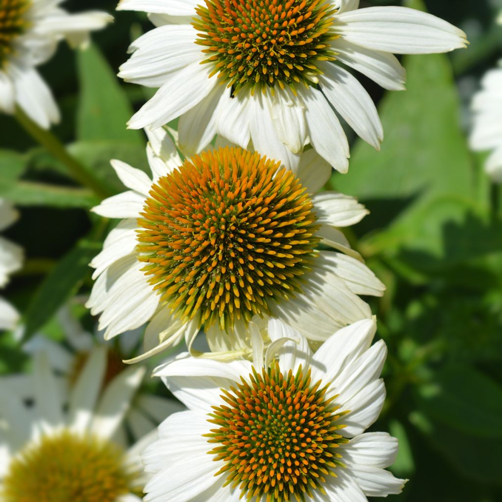 Echinacea purpurea Alba - Echinacée