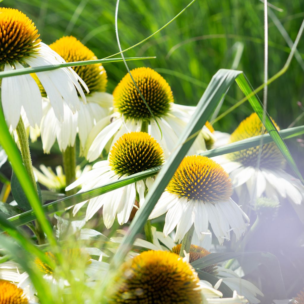 Graines d'Echinacea Alba - Rudbeckia