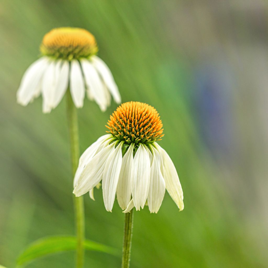 Graines d'Echinacea Alba - Rudbeckia