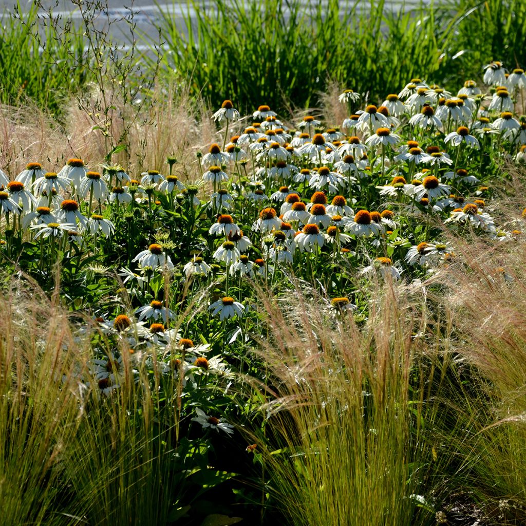 Graines d'Echinacea Alba - Rudbeckia