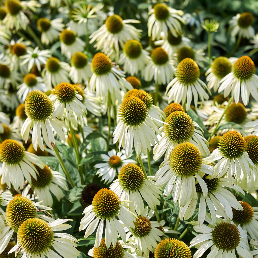 Echinacea purpurea Alba - Echinacée