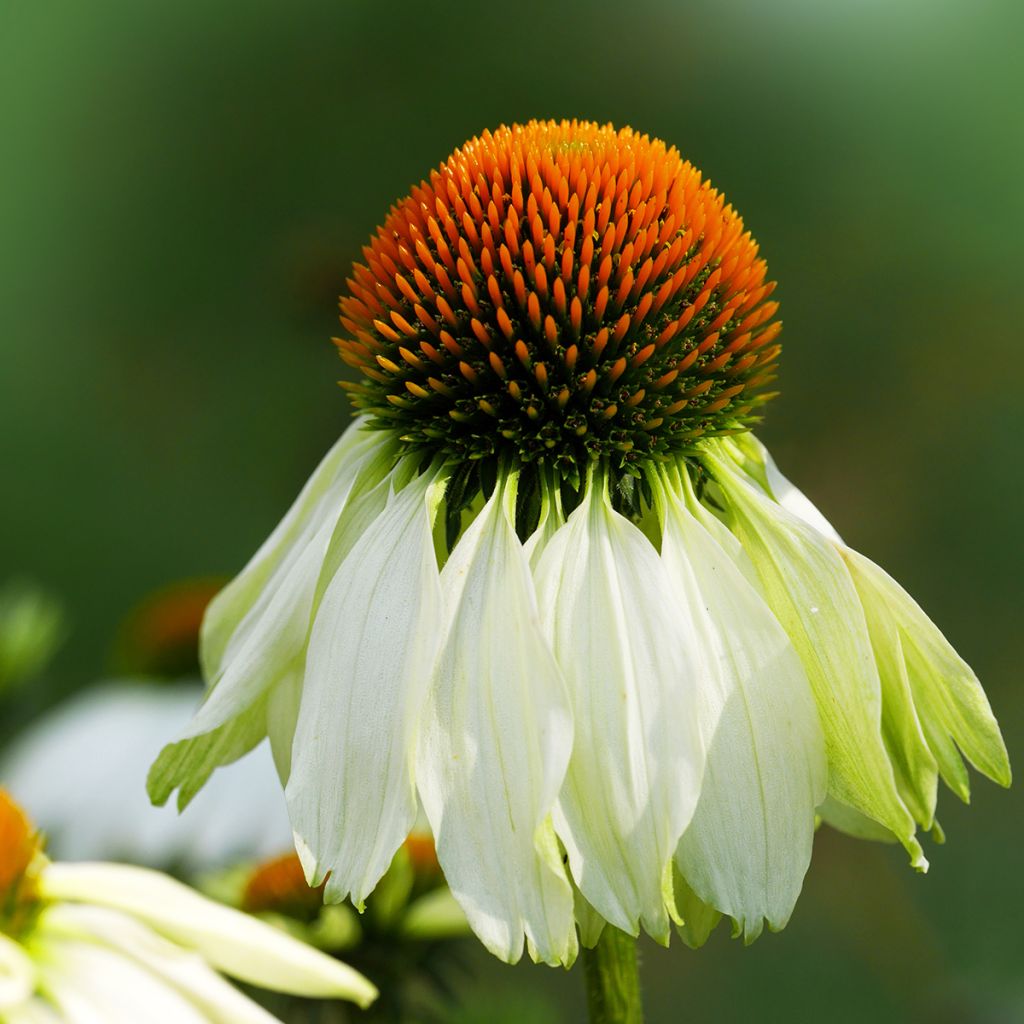 Echinacea purpurea Alba - Echinacée