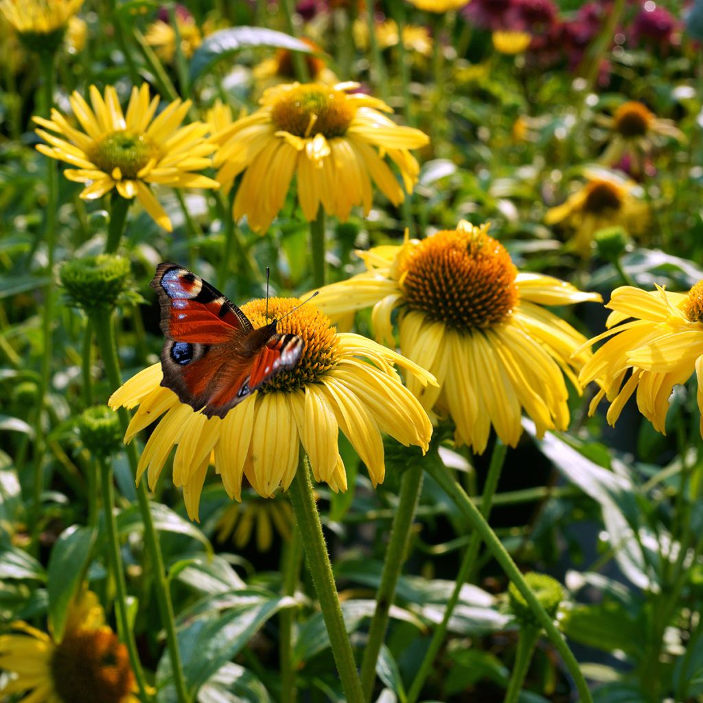 Echinacea purpurea Daydream - Echinacée