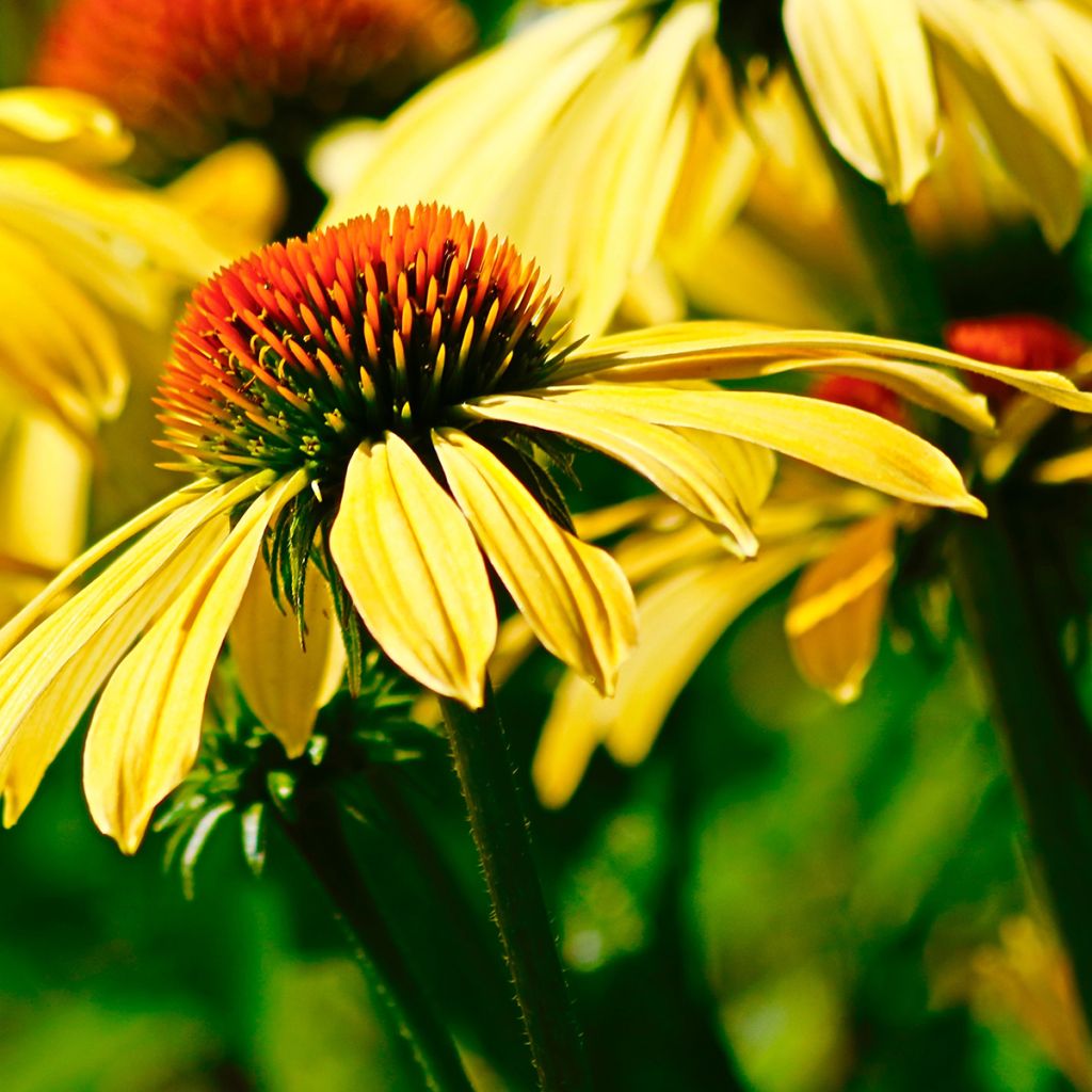 Echinacea purpurea Daydream - Echinacée