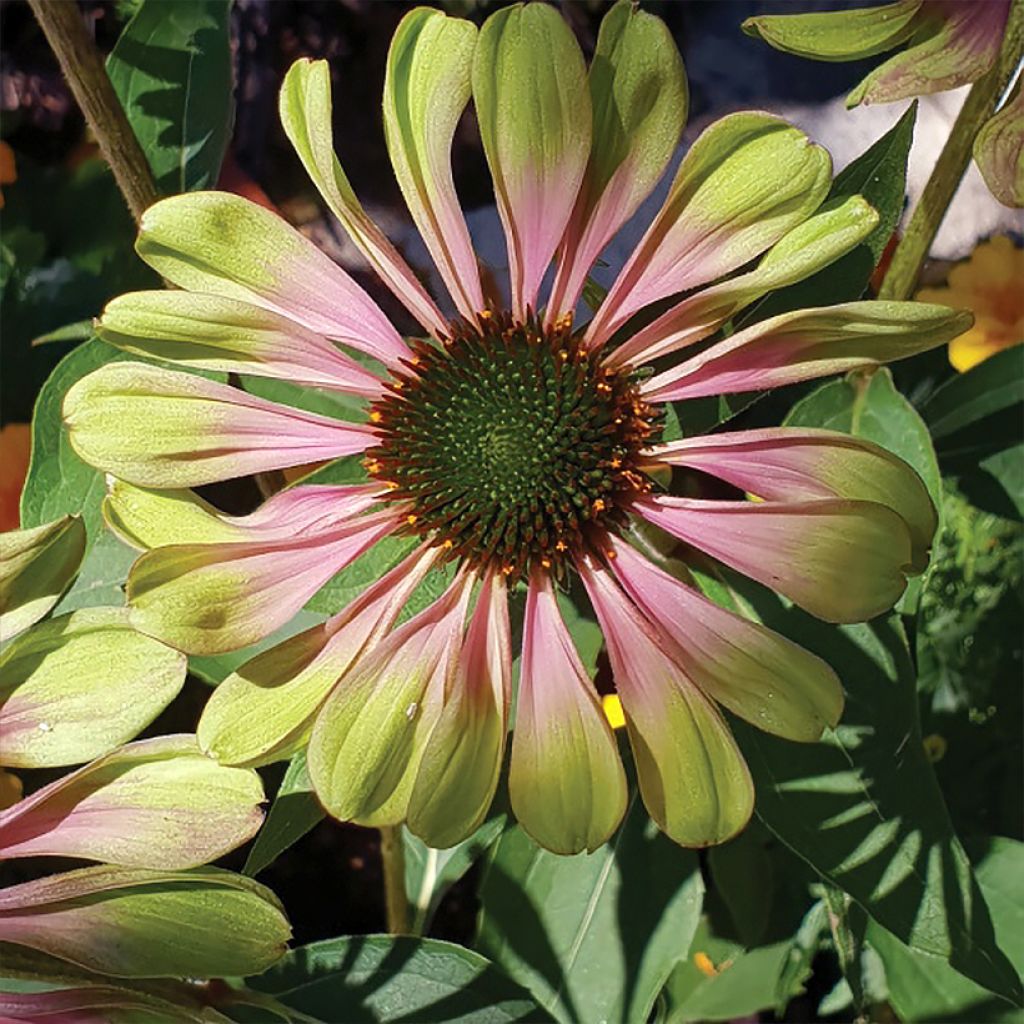 Echinacea purpurea Espinoso Green - Echinacée