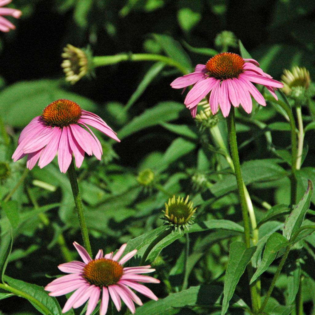 Echinacea purpurea Leuchtstern - Echinacée