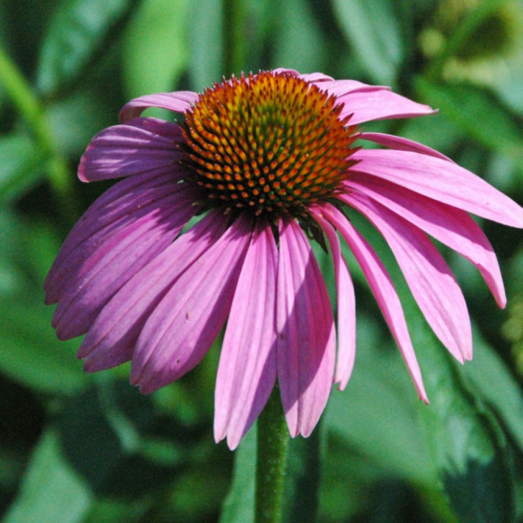 Echinacea purpurea Leuchtstern - Echinacée