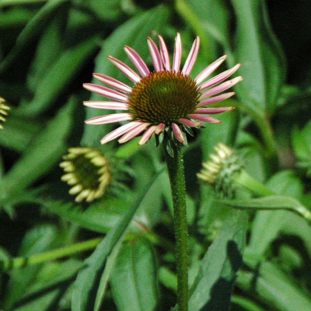 Echinacea purpurea Leuchtstern - Echinacée