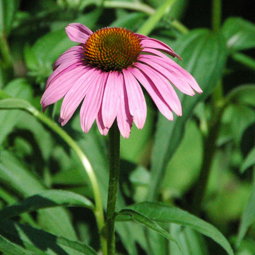 Echinacea purpurea Leuchtstern - Echinacée