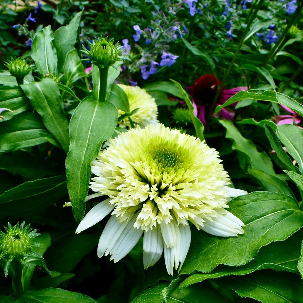 Echinacea purpurea Meringue - Echinacée