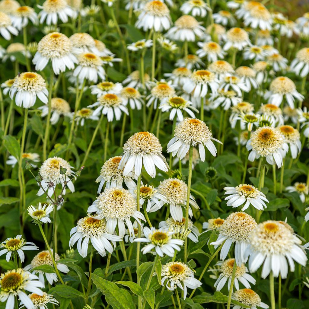 Echinacea purpurea Milkshake - Echinacée