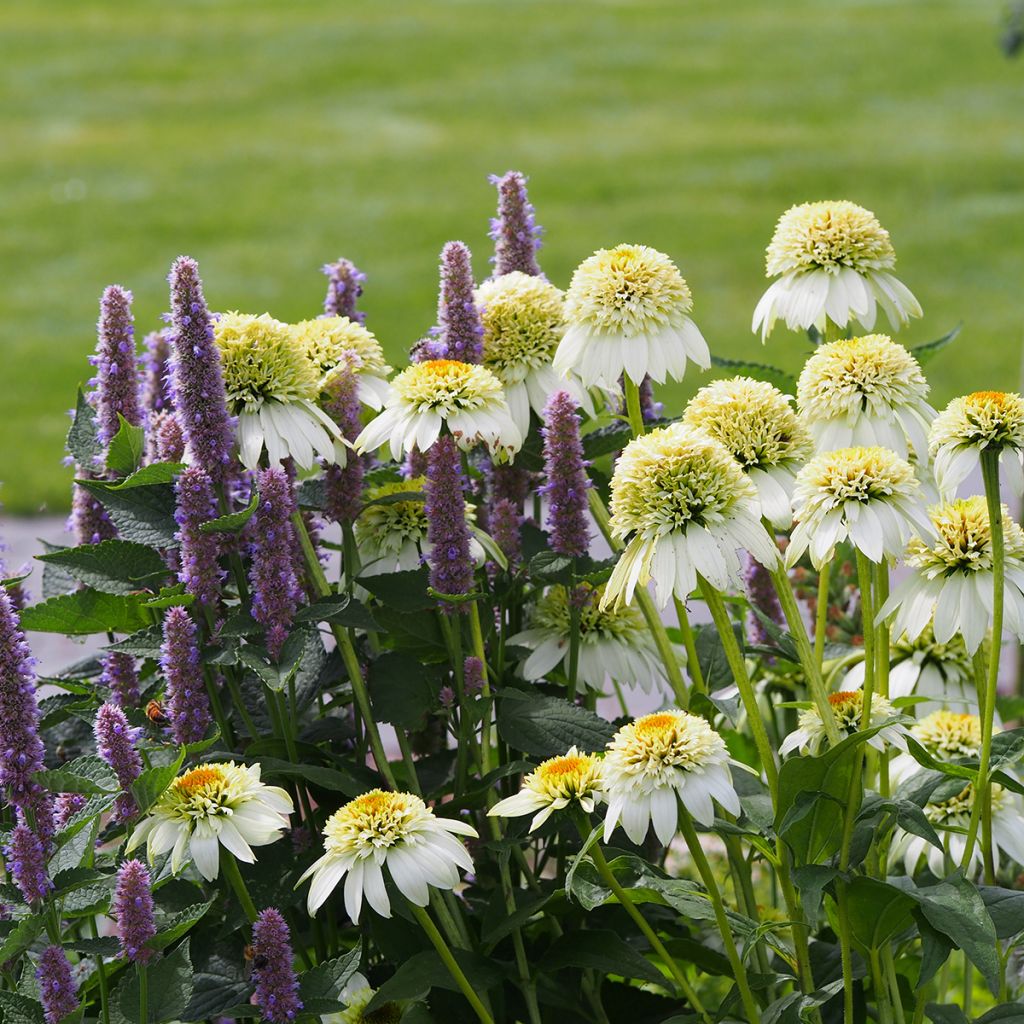 Echinacea purpurea Milkshake - Echinacée