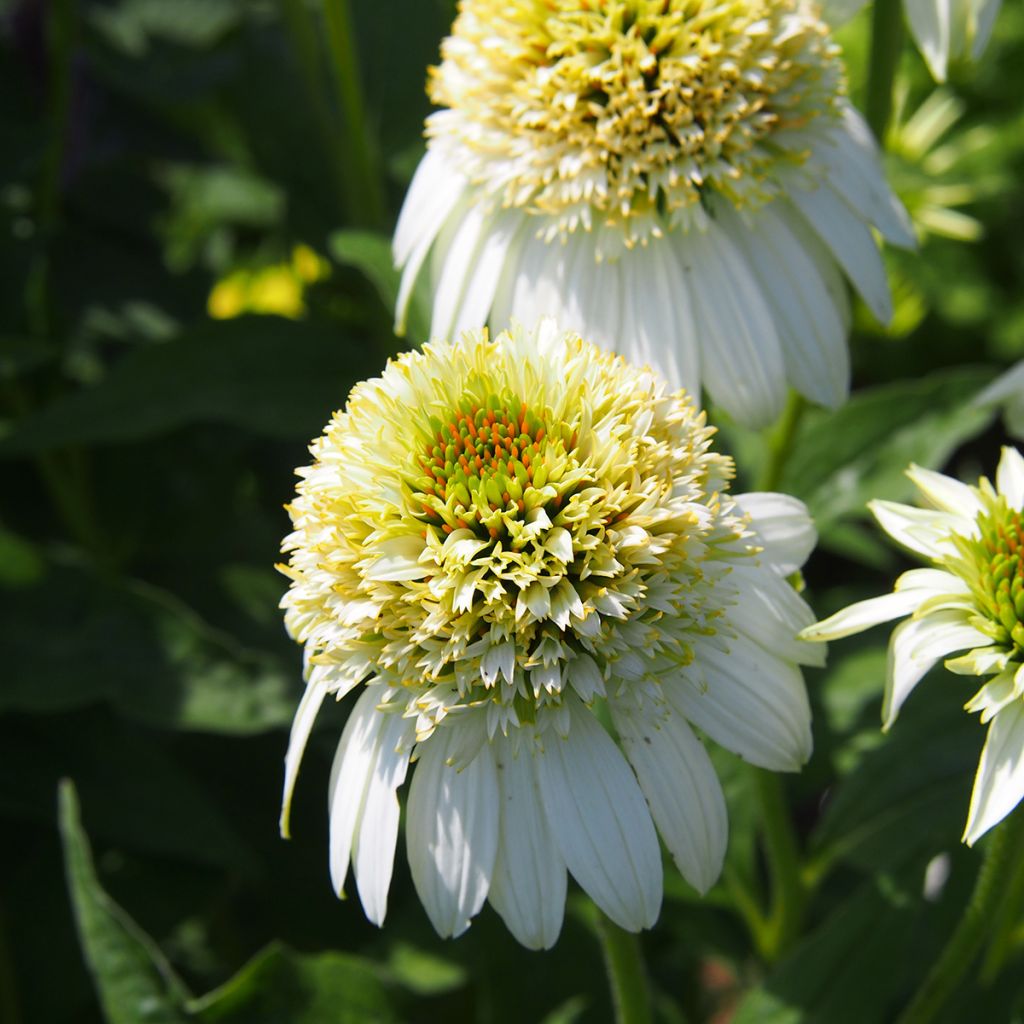 Echinacea purpurea Milkshake - Echinacée