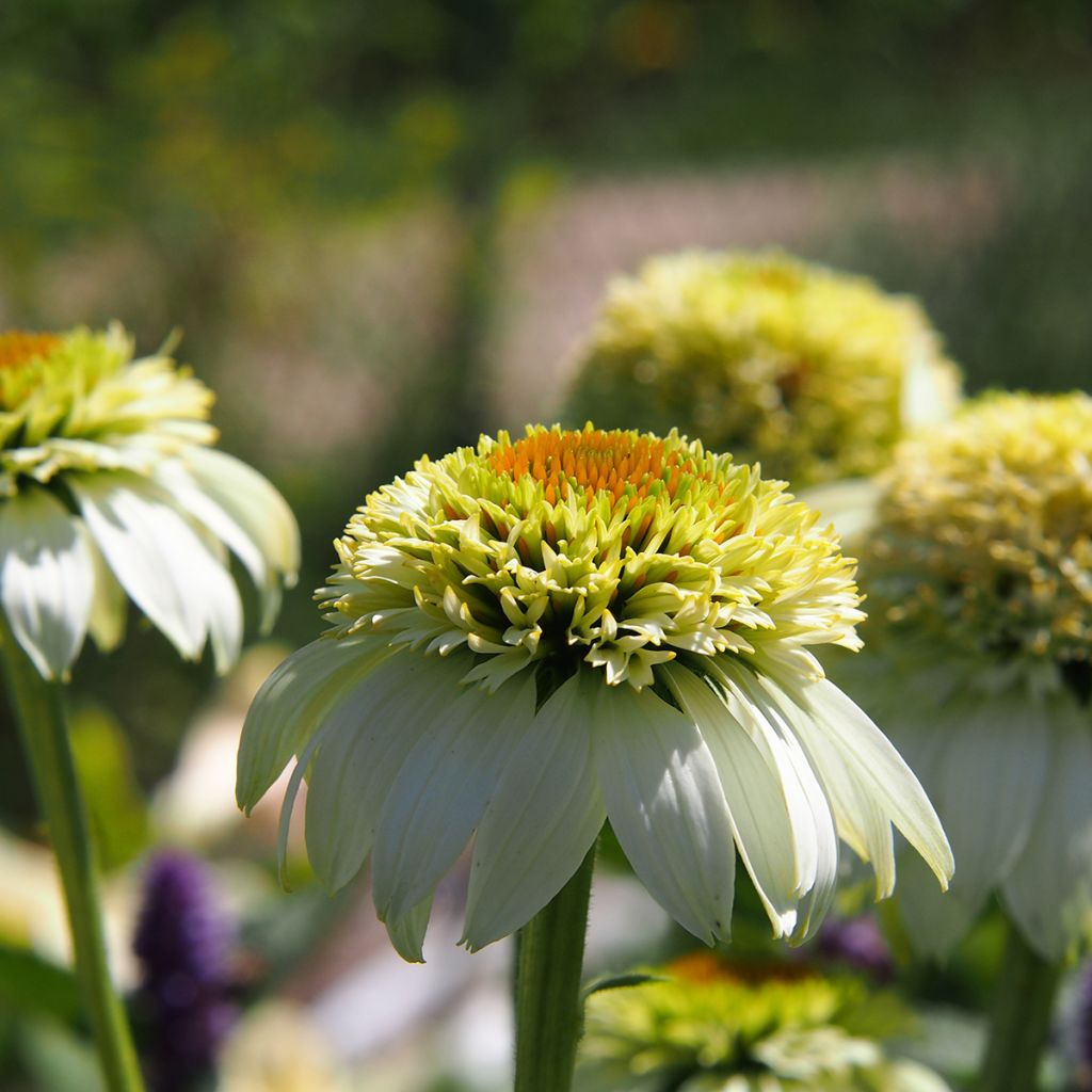 Echinacea purpurea Milkshake - Echinacée