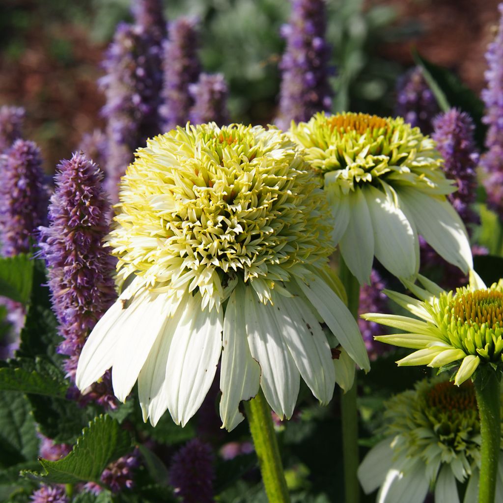 Echinacea purpurea Milkshake - Echinacée