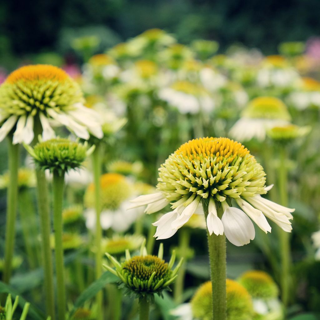 Echinacea purpurea Milkshake - Echinacée