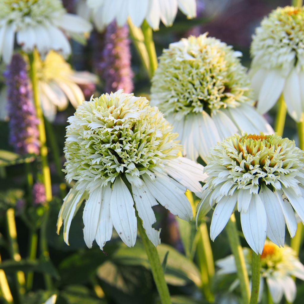 Echinacea purpurea Milkshake - Echinacée