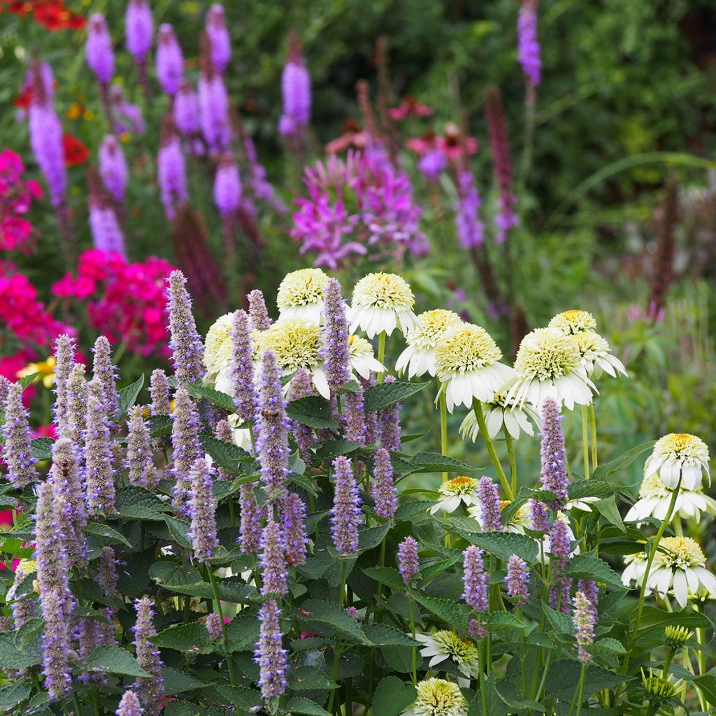 Echinacea purpurea Milkshake - Echinacée