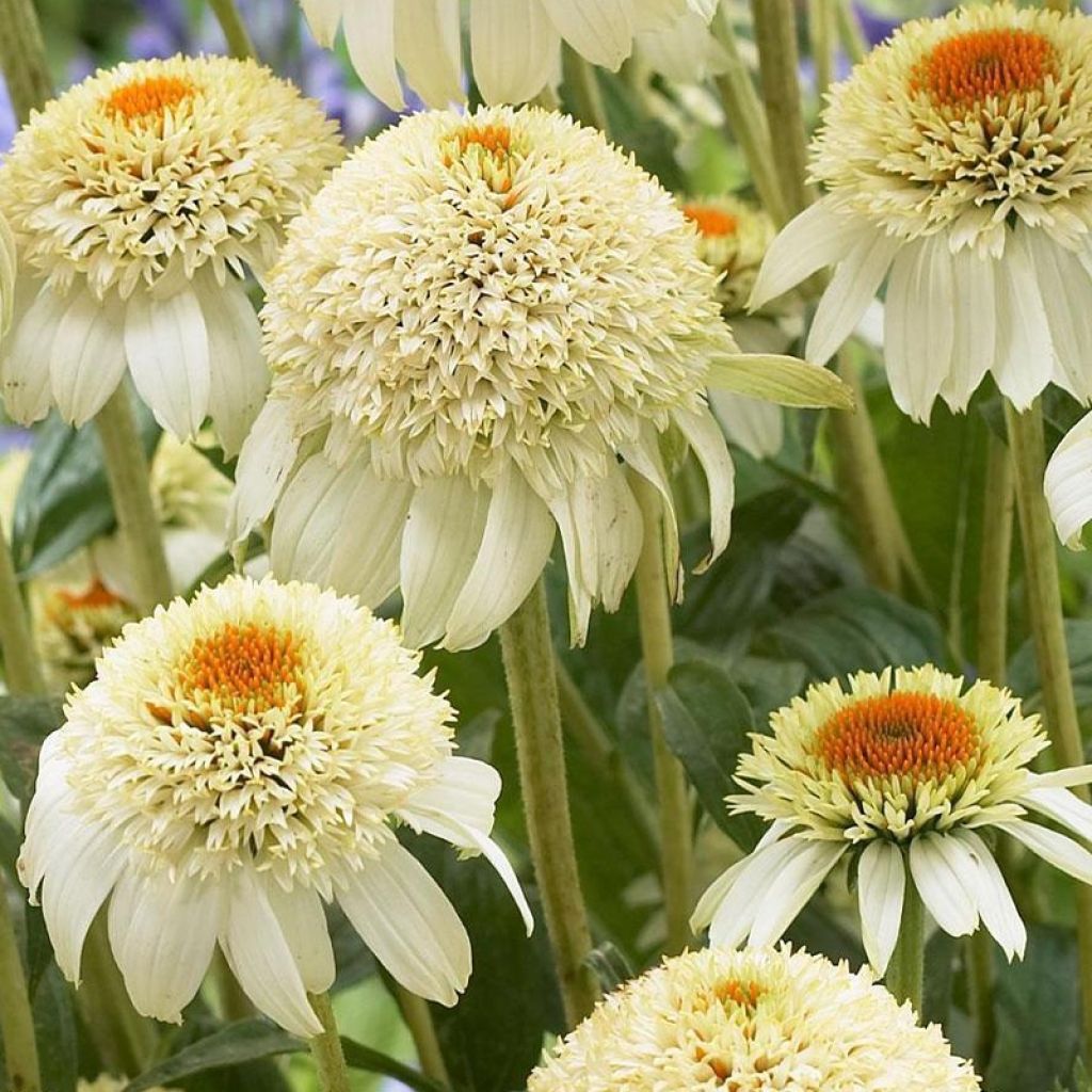 Echinacea purpurea Milkshake - Rudbeckia pourpre