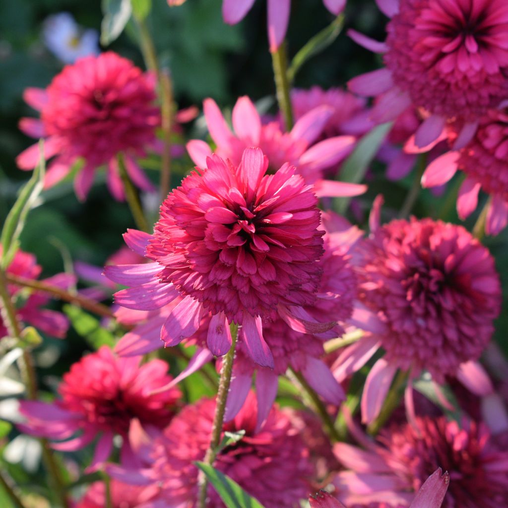 Echinacea purpurea Pink Double Delight - Echinacée