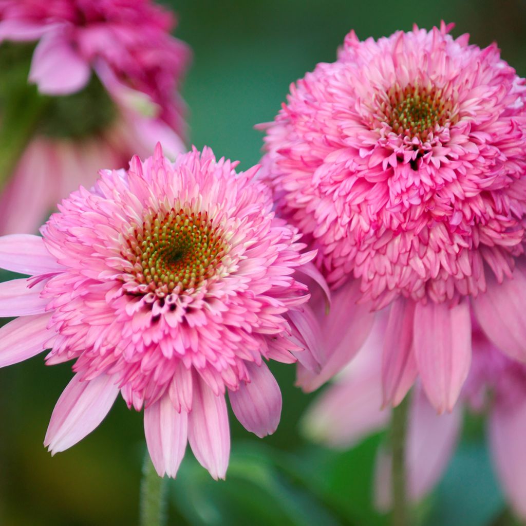 Echinacea purpurea Pink Double Delight - Echinacée