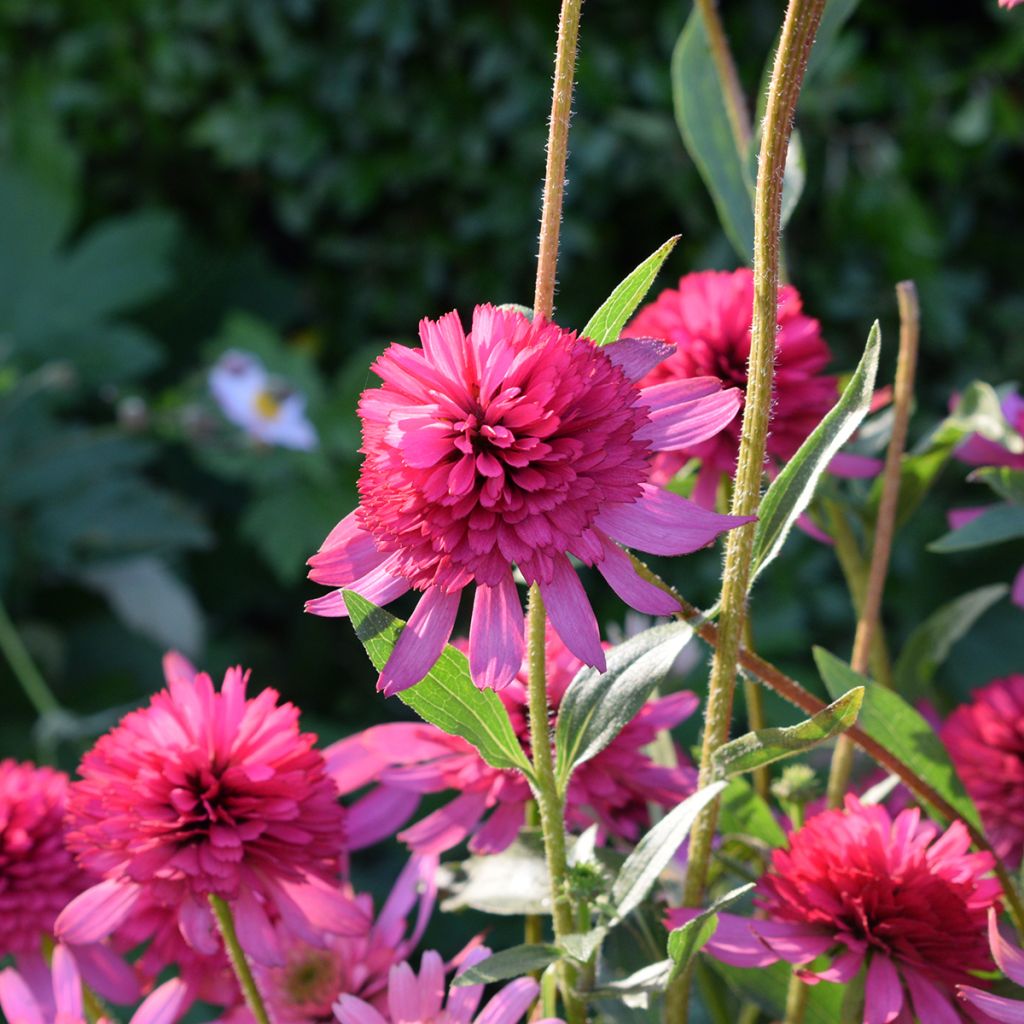 Echinacea purpurea Pink Double Delight - Echinacée