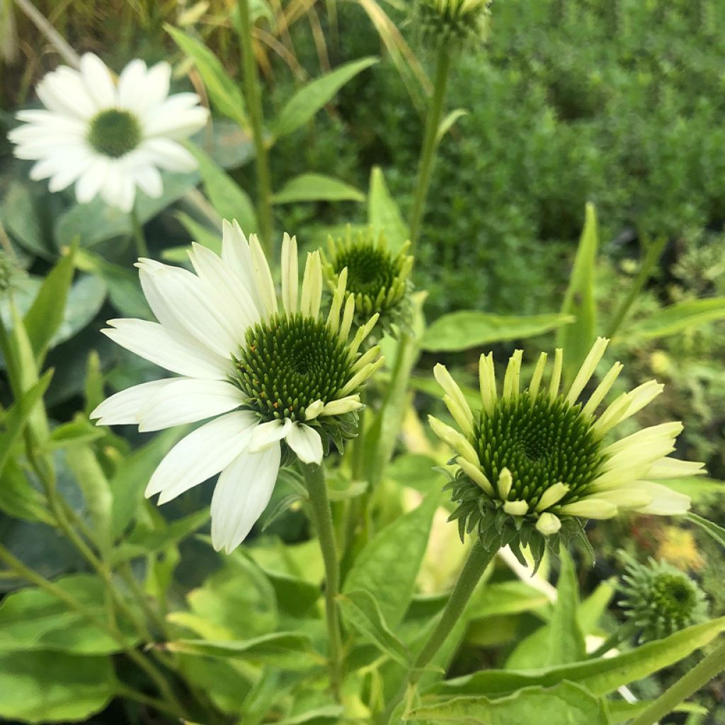 Echinacea purpurea Virgin - Rudbeckia pourpre