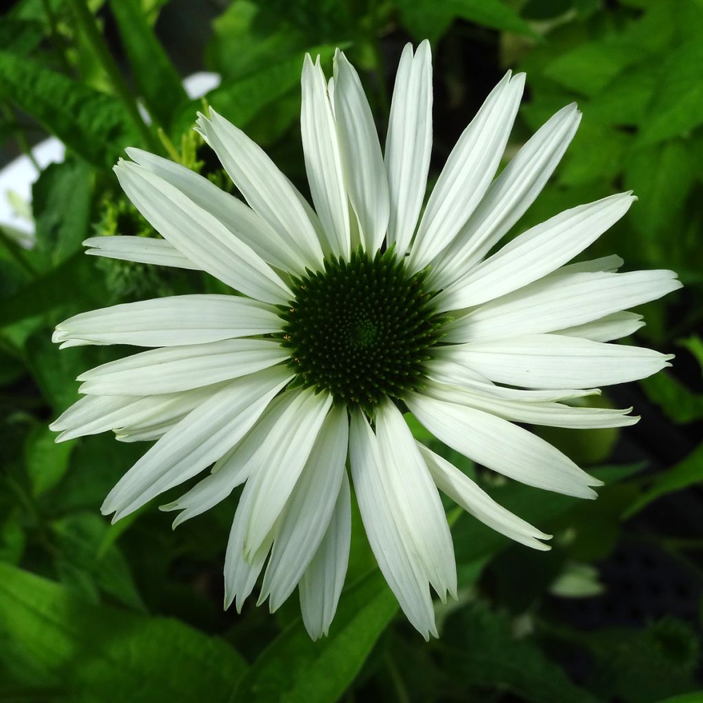 Echinacea purpurea Virgin - Rudbeckia pourpre