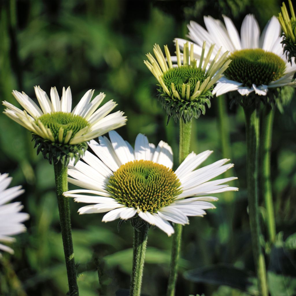 Echinacea purpurea Virgin - Rudbeckia pourpre