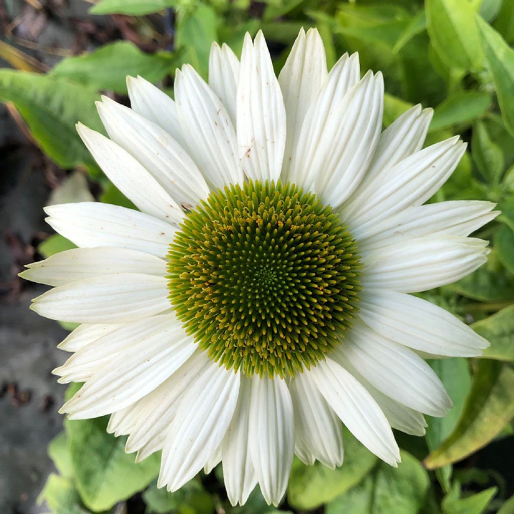 Echinacea purpurea Virgin - Echinacée