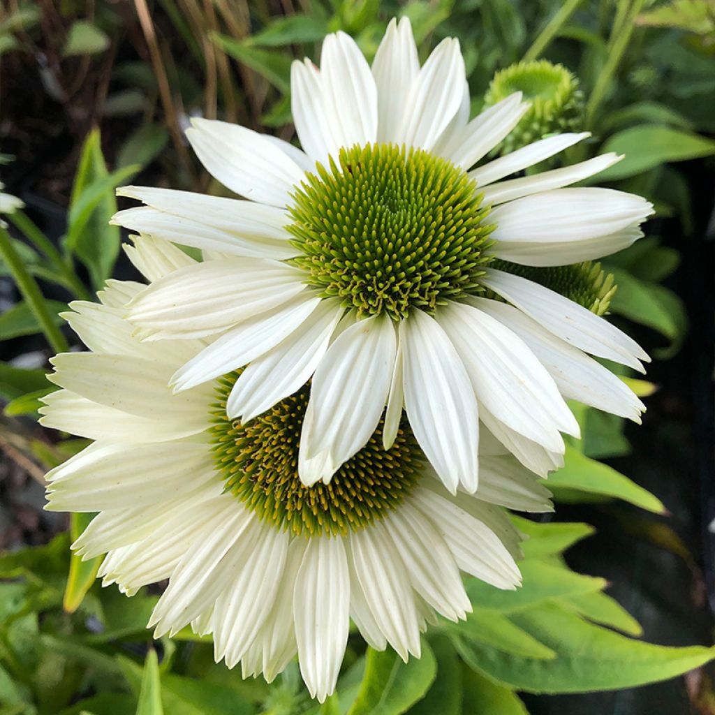 Echinacea purpurea Virgin - Echinacée