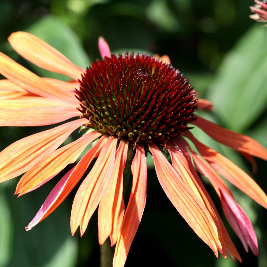 Echinacea purpurea Sundown - Rudbeckia pourpre