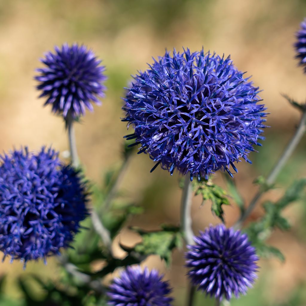 Echinops bannaticus Blue Globe - Boule azurée