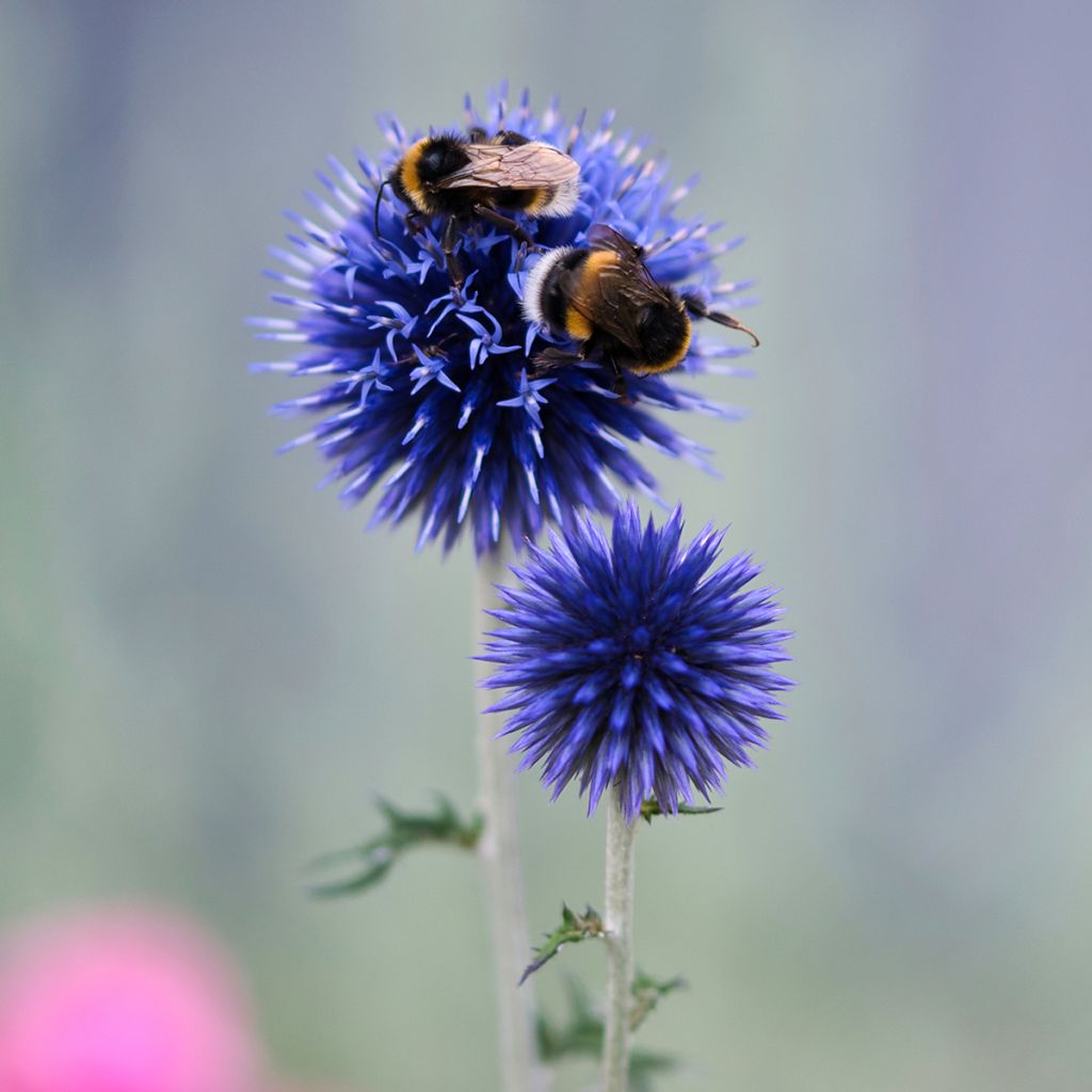 Echinops bannaticus Blue Globe - Boule azurée