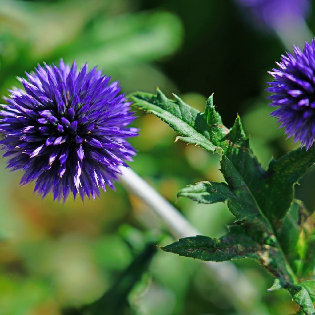 Echinops bannaticus Blue Globe - Boule azurée