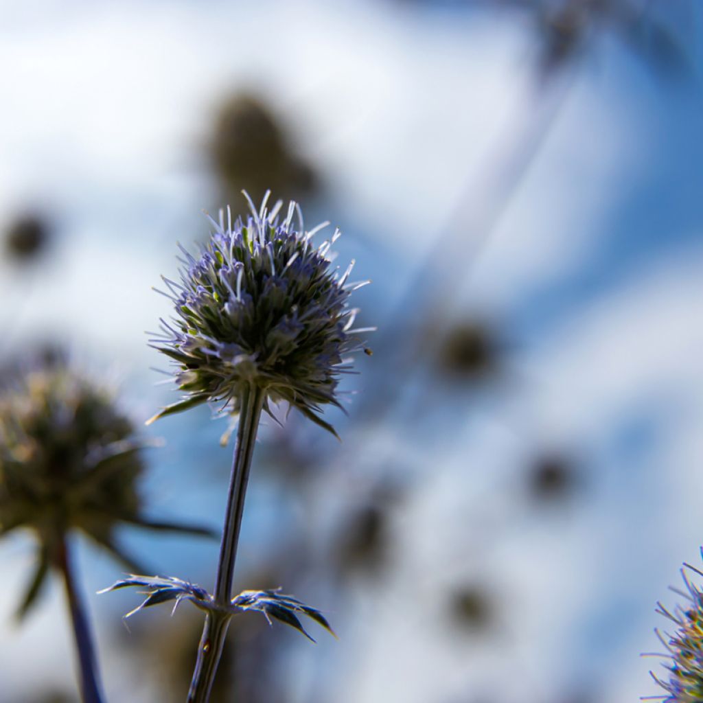 Echinops bannaticus Blue Glow - Boule azurée