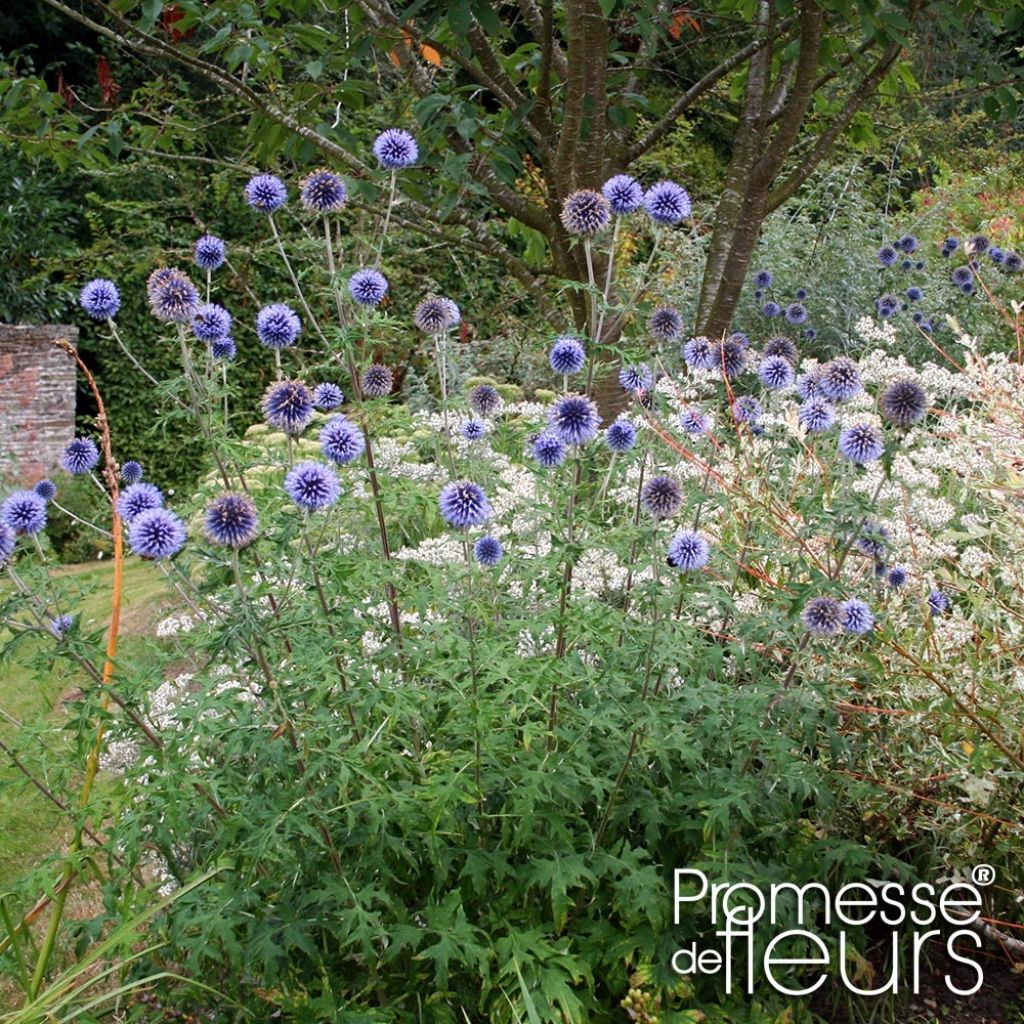 Echinops bannaticus Taplow Blue - Chardon boule