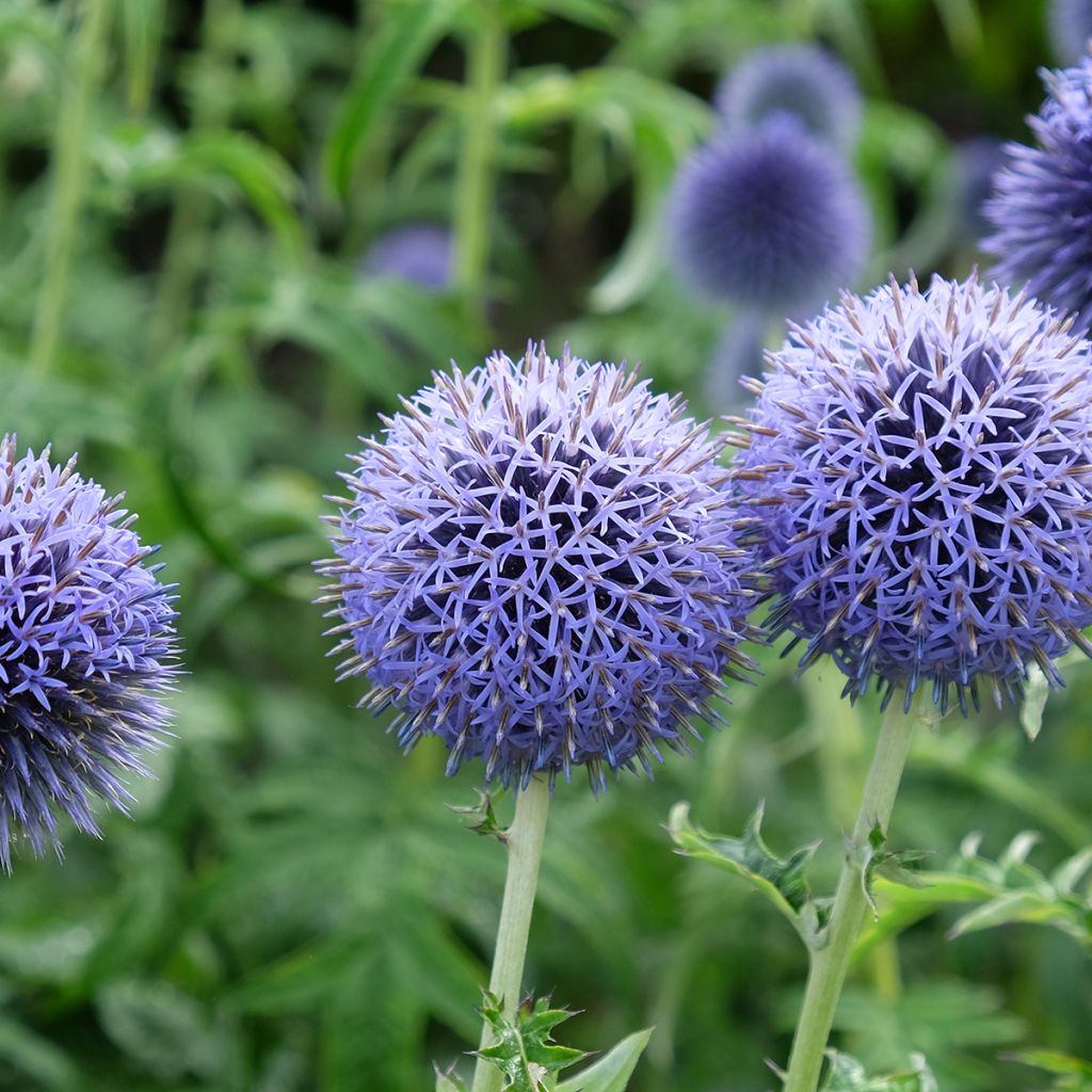 Echinops bannaticus Taplow Blue - Chardon boule