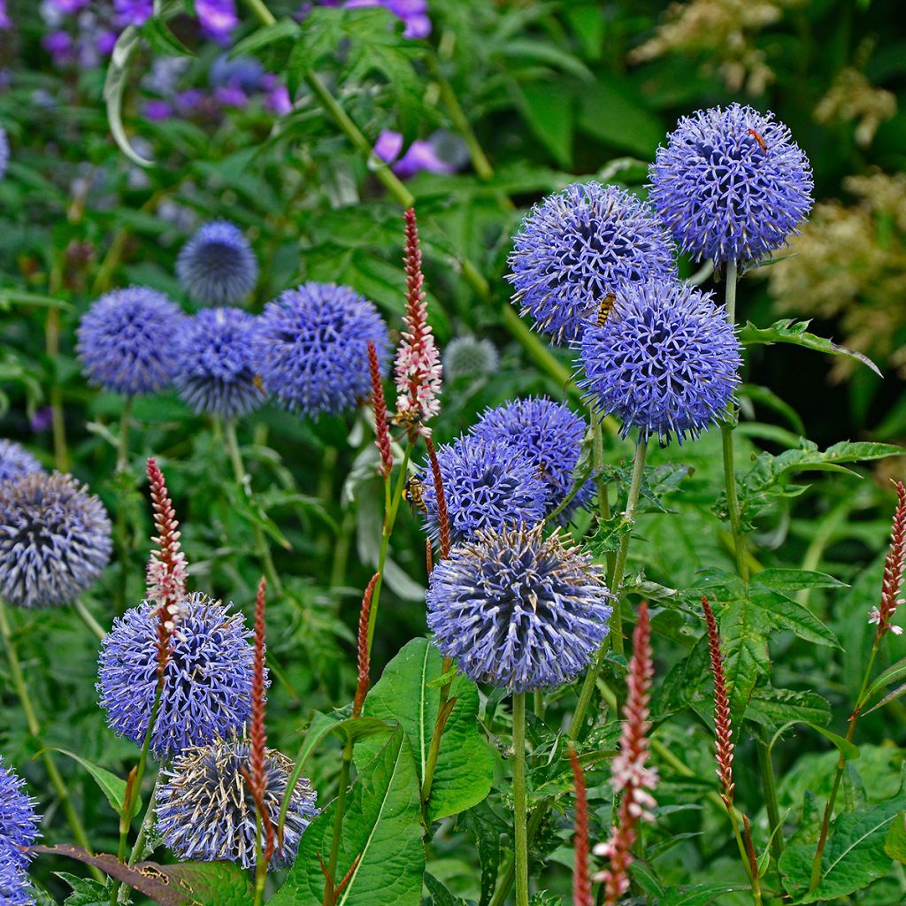 Echinops bannaticus Taplow Blue - Chardon boule